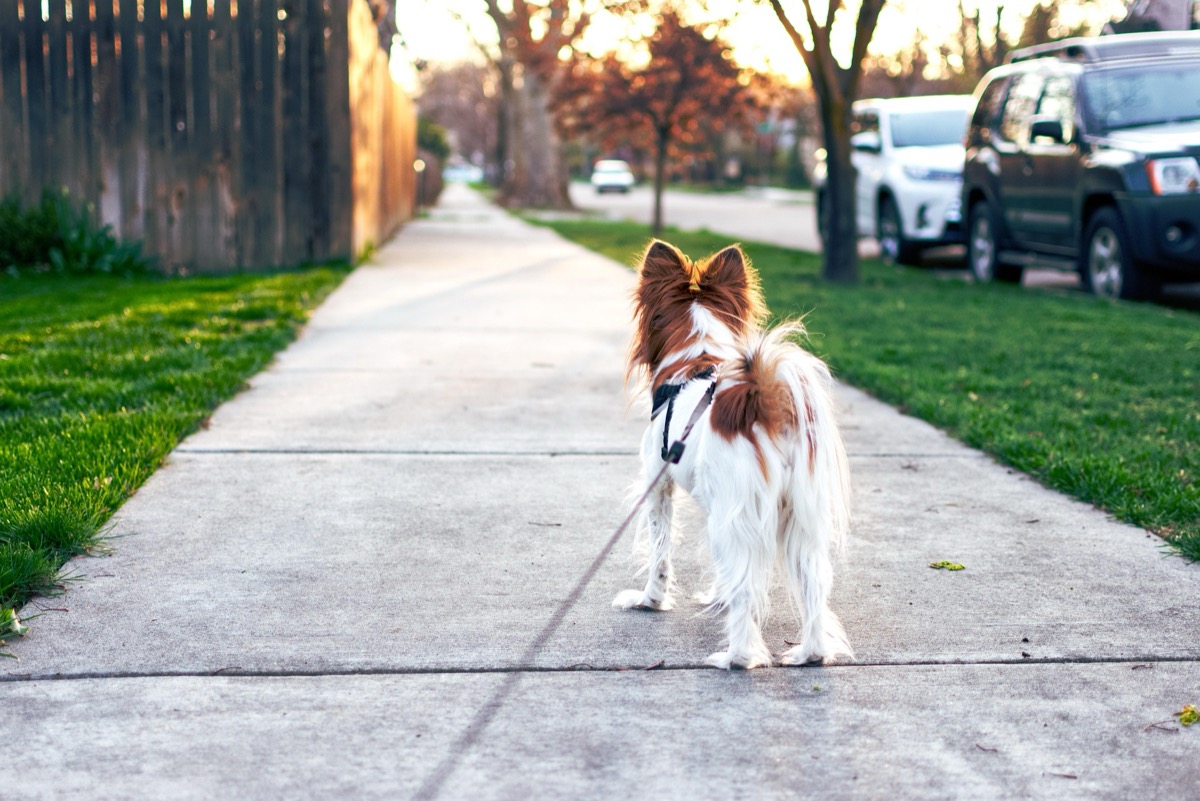 How to Choose a Dog Trainer in San Francisco Without Getting Played