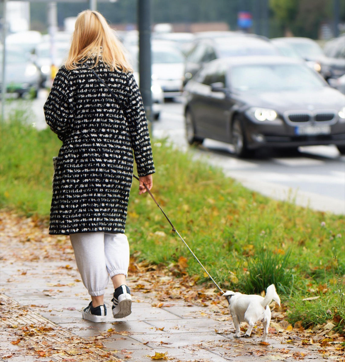 Training Your Dog for the San Francisco Streets: A Local's Guide to Urban Manners